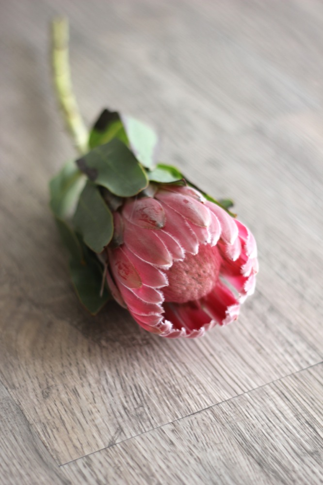 dday wedding planner, organisation de mariage lyon, décoration de mariage, bouquet de la mariée, wedding planner, dday wedding planner lyon, dday wedding planner rhone alpes, décoration floral, fleurs de saison