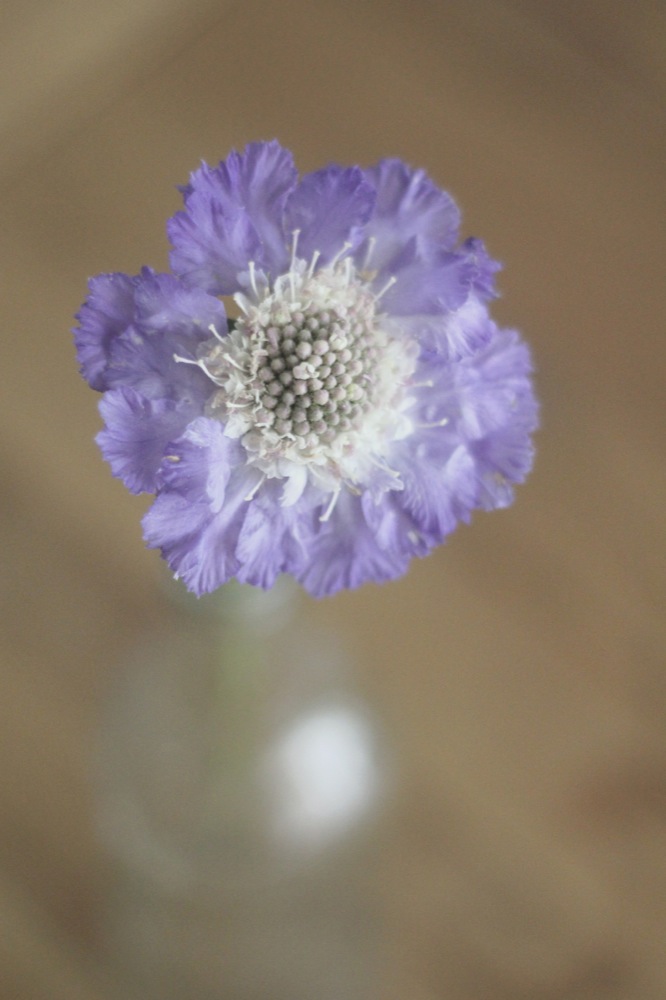 dday wedding planner, organisation de mariage lyon, décoration de mariage, bouquet de la mariée, wedding planner, dday wedding planner lyon, dday wedding planner rhone alpes, décoration floral, fleurs de saison