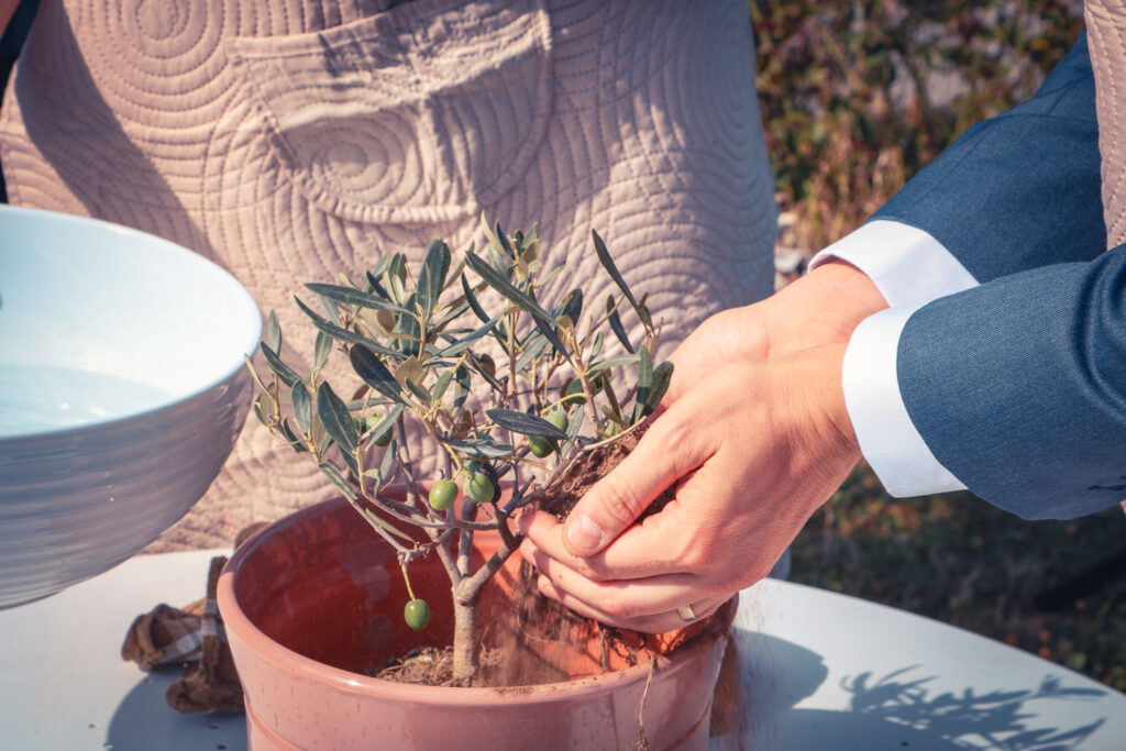 Plante, olivier, activité, plantation