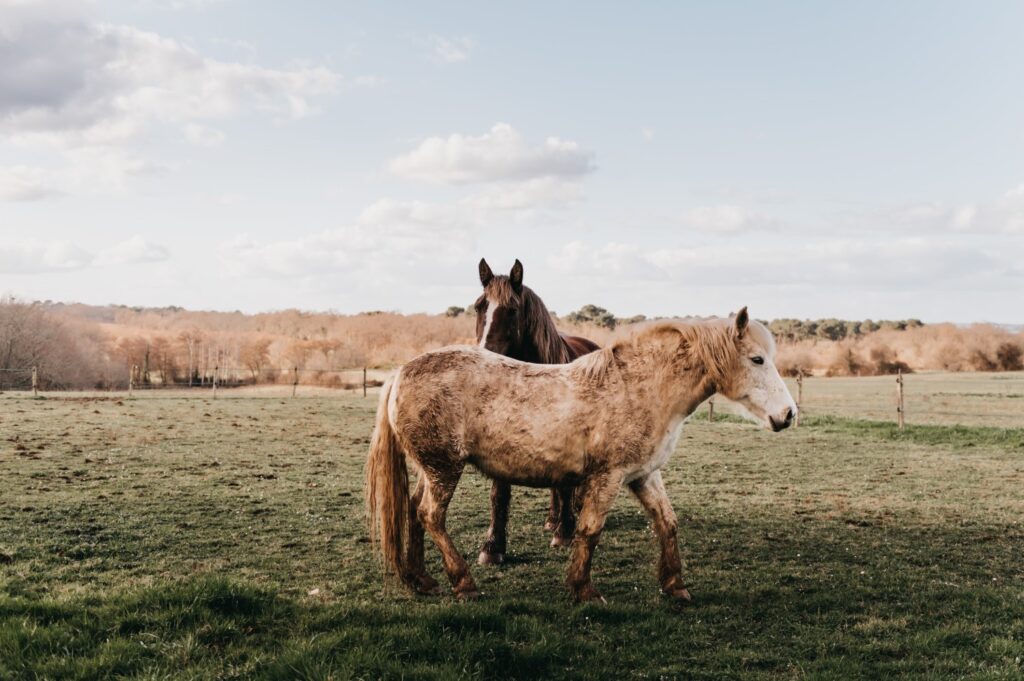 ORGANISATION MARIAGE BORDEAUX