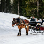 Véhicule, calèche, cheval, romantisme, rêve, wedding, wedding planner