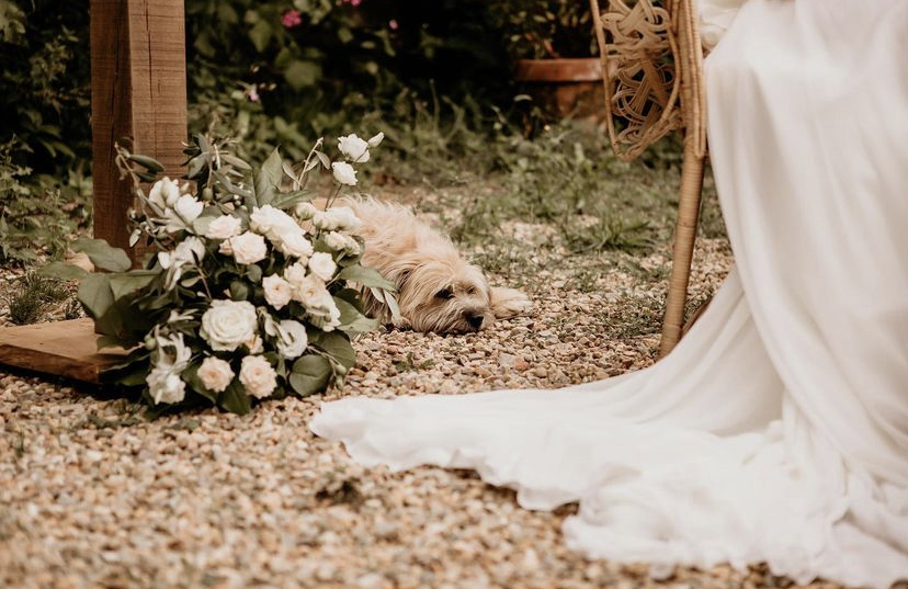 chien mariage