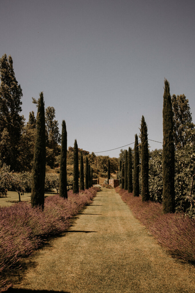 allée de lavandes, wedding planner, wedding planner provence, wedding planner lavandes, mariage au milieu des lavandes, allée de cyprés