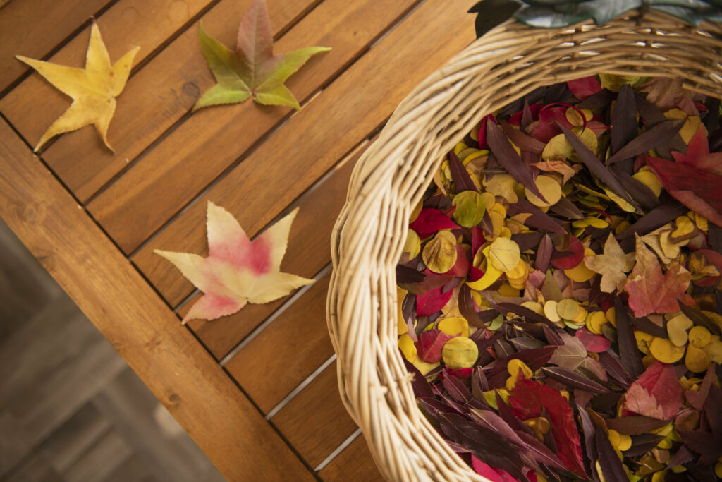 pétales feuilles d'automne