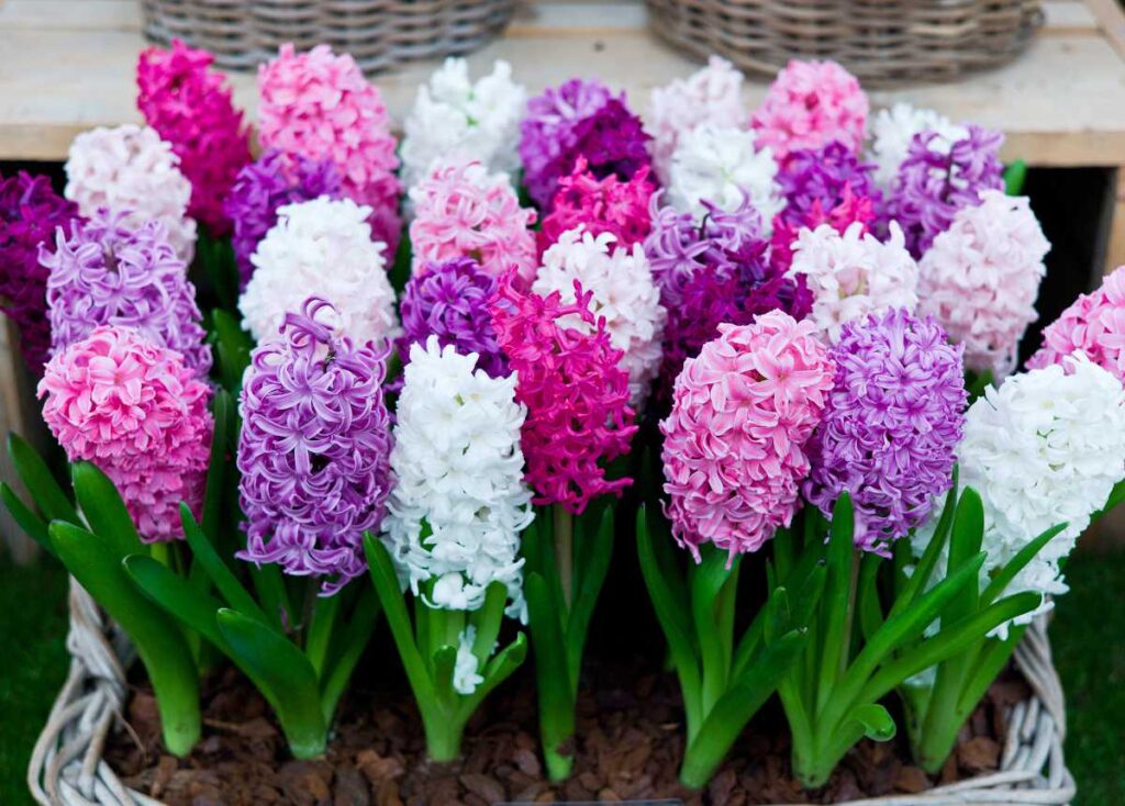 Jacinthe pour un mariage de printemps