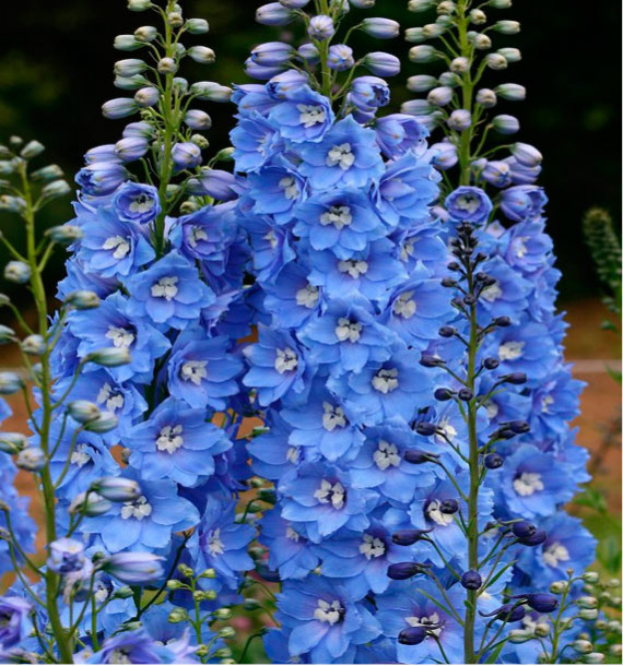 delphinium pour un mariage de printemps