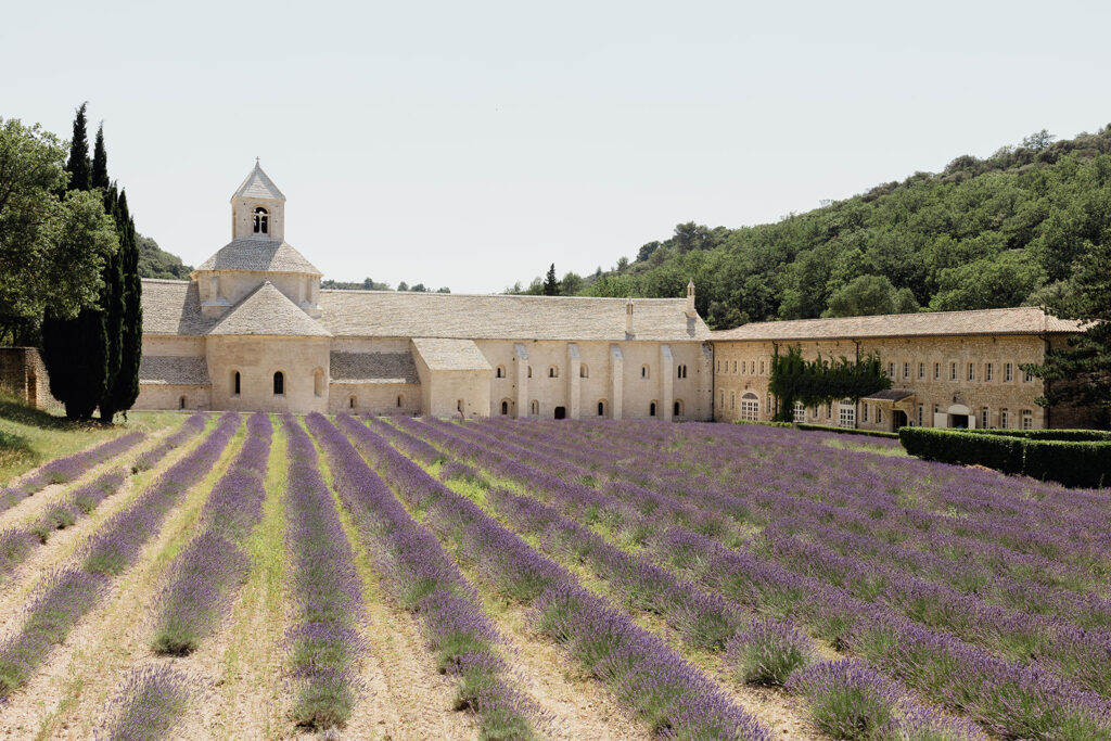 champ lavande , arbre , gord